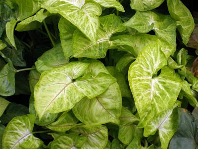 Syngonium podophyllu